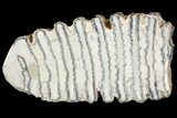 Polished Mammoth Molar Section - South Carolina #125541-1